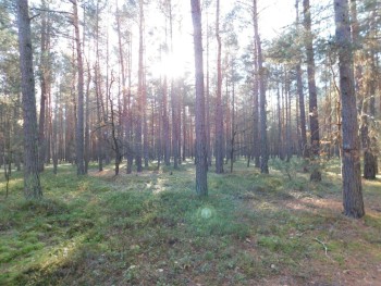 Syndyk sprzeda -Nowe Miasto nad Pilicą