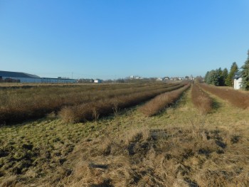 Syndyk sprzeda - Mogielnica, dz. nr 1272, 1304 oraz 1303